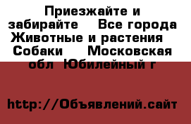 Приезжайте и забирайте. - Все города Животные и растения » Собаки   . Московская обл.,Юбилейный г.